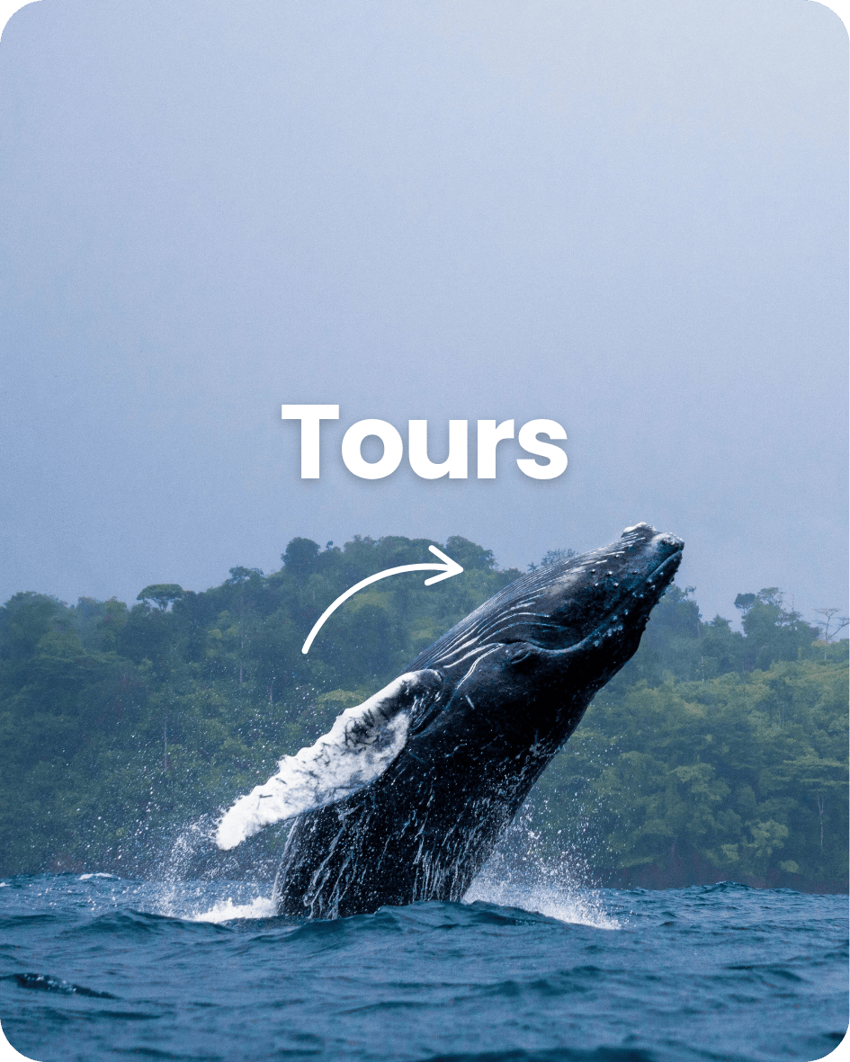 Publicidad Actiiva (54) (1)